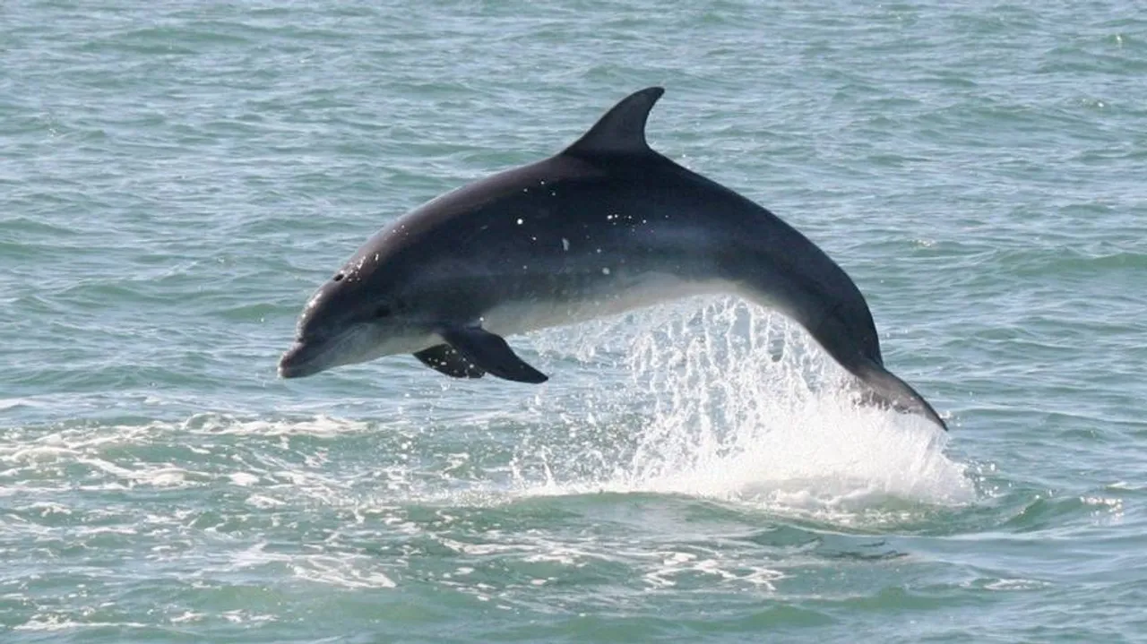 ଜୀବନ୍ତ ଡଲଫିନ୍ ଉଦ୍ଧାର, ଦେଖନ୍ତୁ ଭିଡ଼ିଓ