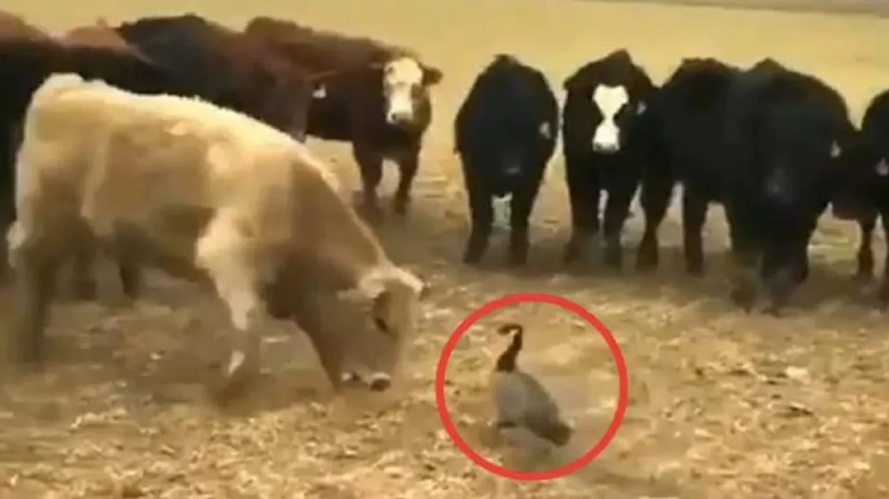 ଦେଖ ବତକର ସାହାସ, ଡରି ପଳାଉଛନ୍ତି ଗାଈପଲ