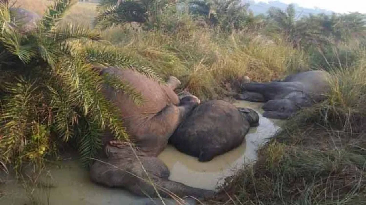 ଢେଙ୍କାନାଳ ୭ ହାତୀ ମୃତ୍ୟୁ ଘଟଣାର ଅନୁଧ୍ୟାନ କଲା ଏନ୍‌ଜିଟି