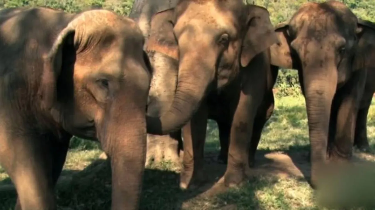 ହାତୀର ଭାଷା ବୁଝିବାକୁ ବନବିଭାଗର ପ୍ରୟାସ ଆରମ୍ଭ