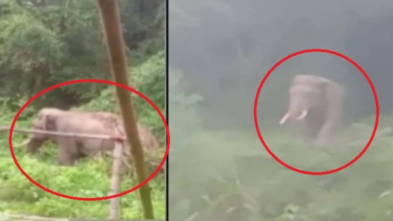 ଗାଁ ଭିତରକୁ ପଶି ଆସିଲା ଦନ୍ତା, ଲୋକେ ଆତଙ୍କିତ