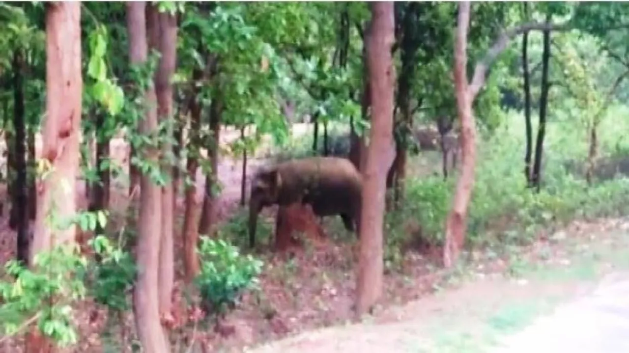 ହାତୀ ଆକ୍ରମଣରେ ବୃଦ୍ଧାଙ୍କ ମୃତ୍ୟୁ