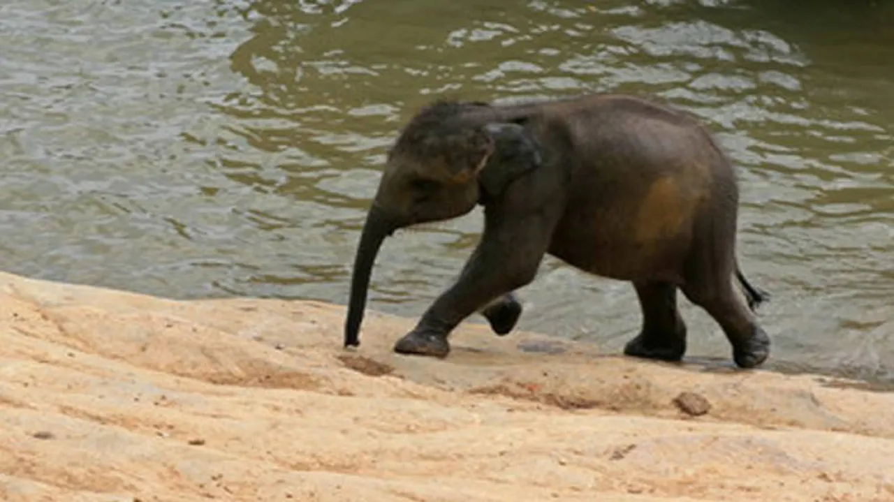 ହାତୀଛୁଆର ମୃତ୍ୟୁକୁ ନେଇ ନିଲମ୍ୱିତ ହେଲେ ଫରେଷ୍ଟର ଓ ଫରେଷ୍ଟ ଗାର୍ଡ