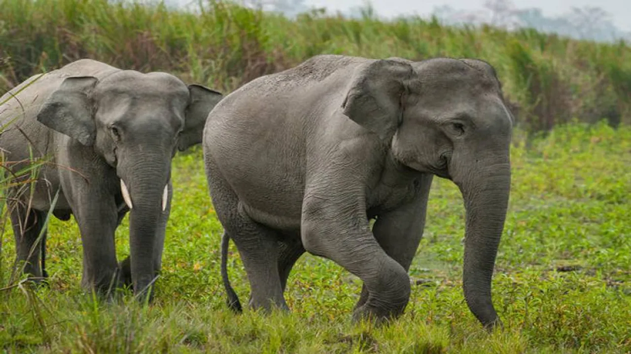 ହାତୀଙ୍କ ପାଇଁ ଜାରି ହେଲା ଗାଇଡଲାଇନ୍‌