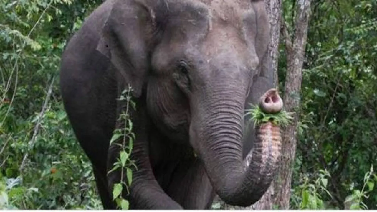 ଦଳି ଦେଲା ହାତୀ