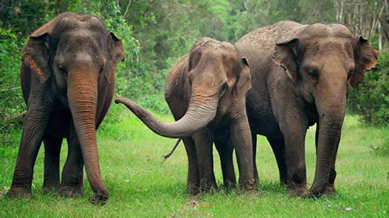 ନୀଳଗିରିରେ ପଶିଲେ ଝାଡ଼ଖଣ୍ଡୀ ହାତୀପଲ