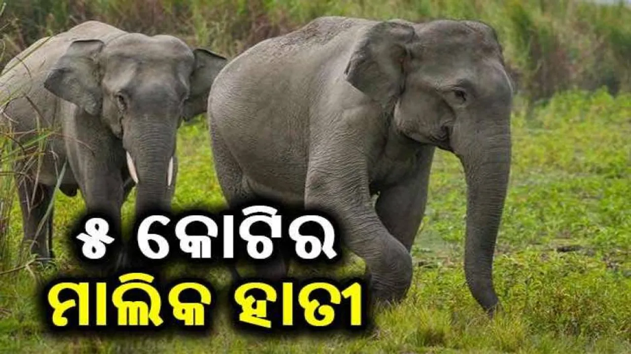 ଭୁଲ୍‌ ରାସ୍ତାରେ ଗଲା ପୁଅ, ହାତୀ ହେଲା ସମ୍ପତ୍ତିର ମାଲିକ