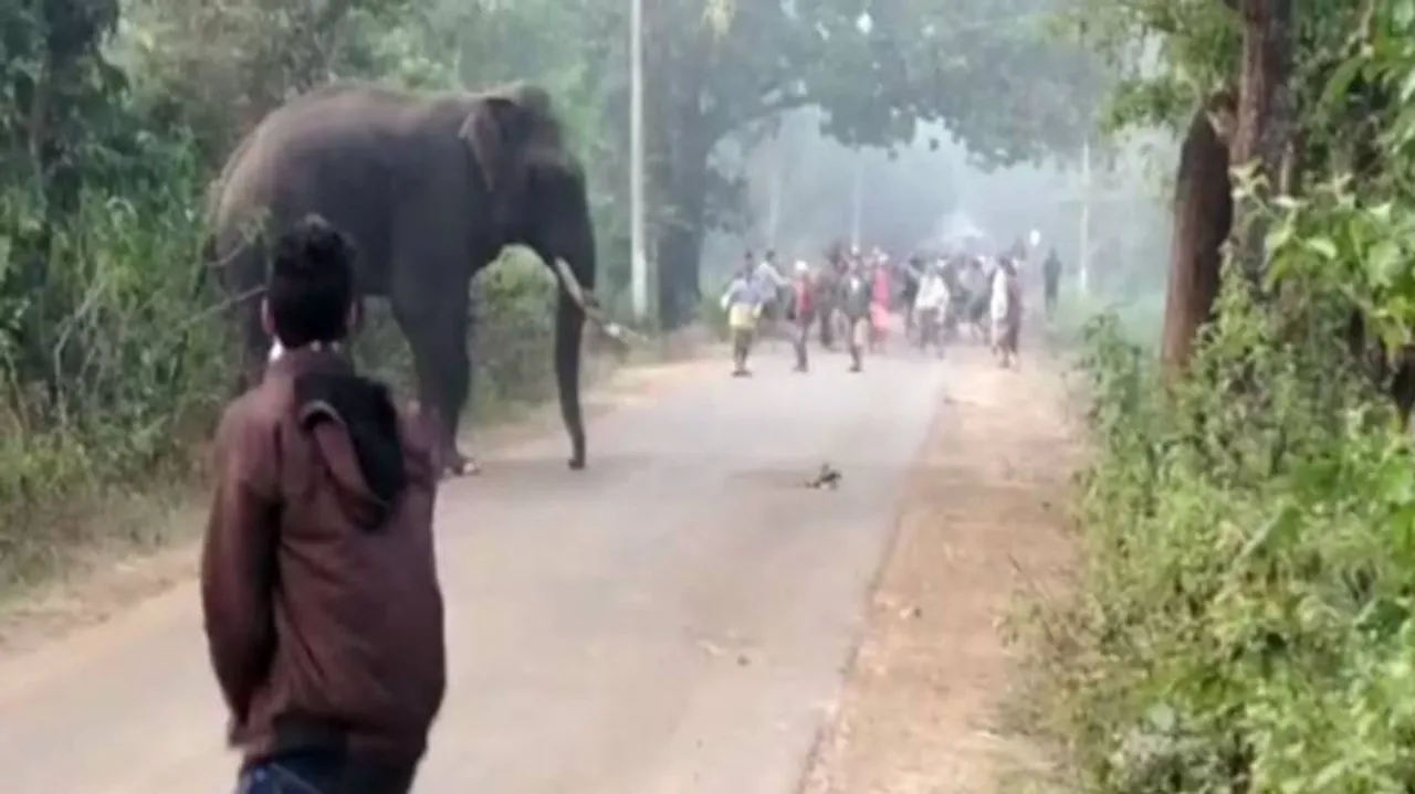 ନୀଳଗିରି ଅଞ୍ଚଳରେ ହାତୀ ଅାତଙ୍କ