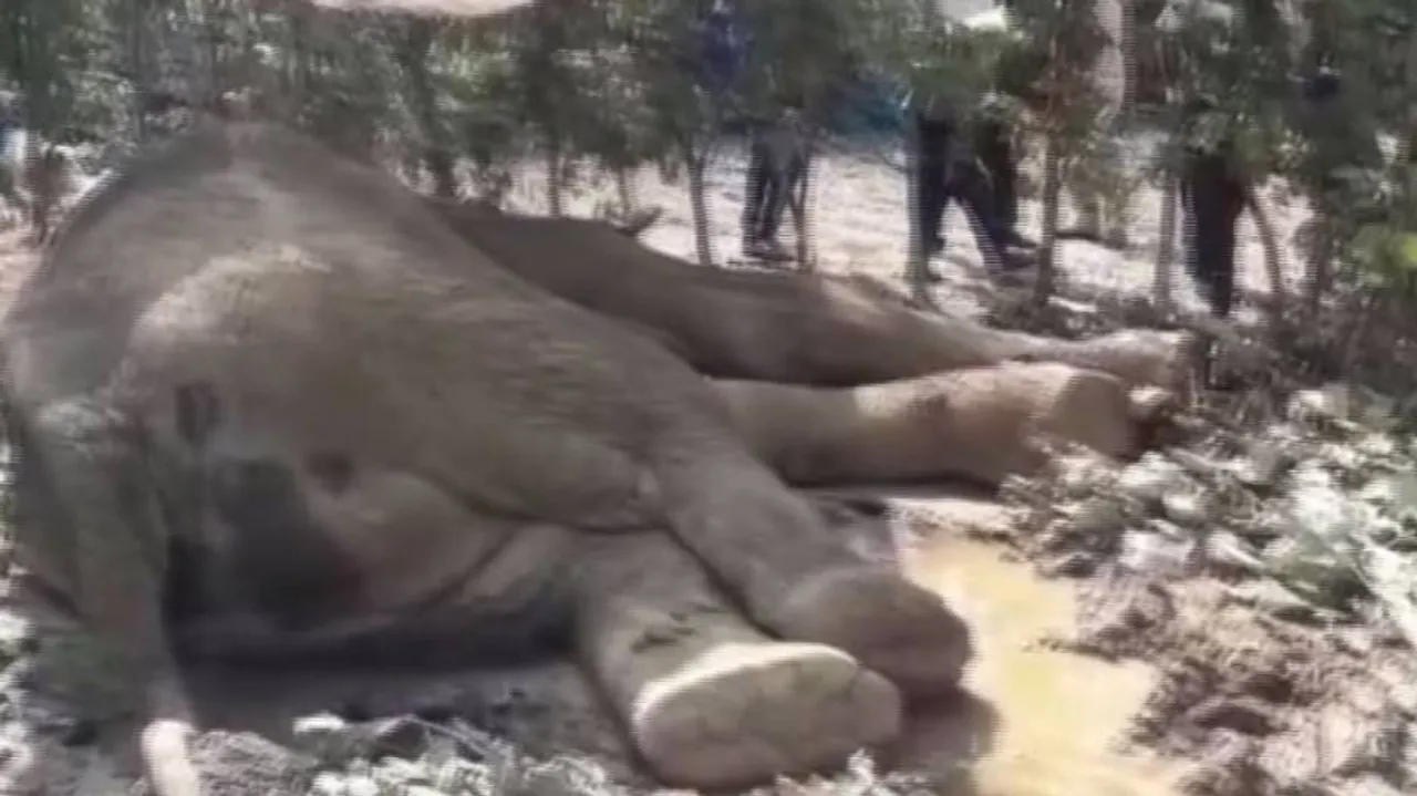 ଡୁଙ୍ଗୁରି ଜଙ୍ଗଲରୁ ହାତୀର ମୃତଦେହ ଉଦ୍ଧାର