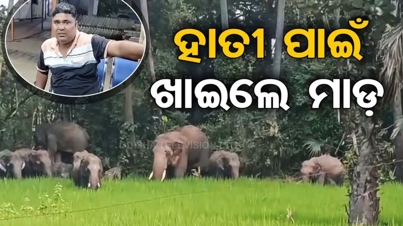 Forest Staff went to drive away the elephant and was beaten