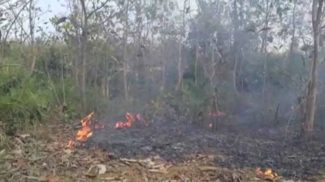 ଦଶପଲ୍ଲା-ବାଣୀଗୋଚ୍ଛା ଜଙ୍ଗଲରେ ନିଆଁ