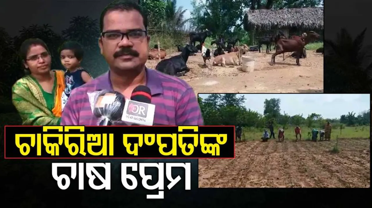 ଚାକିରିଆ ଦମ୍ପତିଙ୍କୁ ଘାରିଛି ଚାଷ ନିଶା