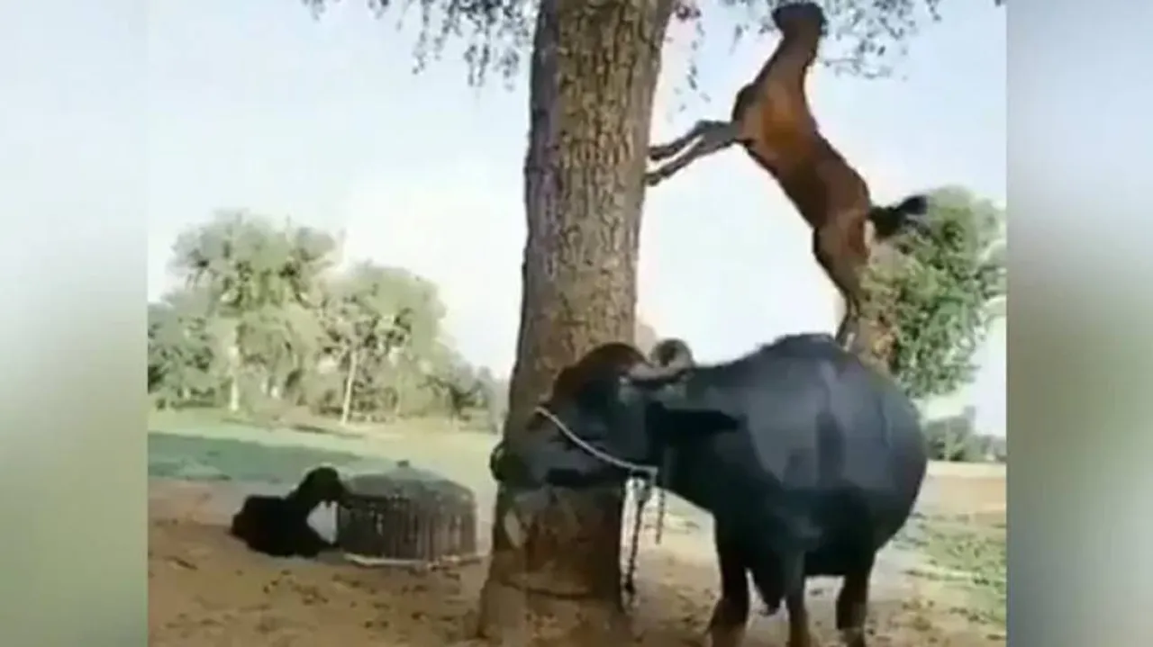 ସ୍ମାର୍ଟ ଛେଳିର ସ୍ମାର୍ଟ ବୁଦ୍ଧିକୁ ଦେଖନ୍ତୁ