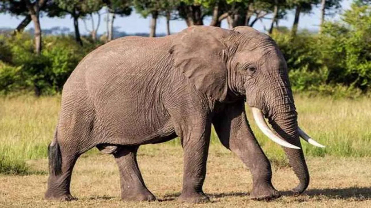 ମୟୂରଭଞ୍ଜ କରଞ୍ଜିଆରେ ହାତୀ ଆତଙ୍କ