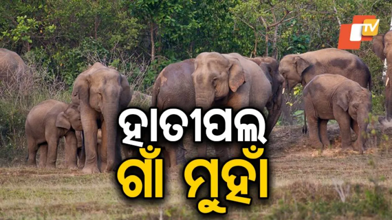 ଗାଁରେ ହାତୀ ଆତଙ୍କ