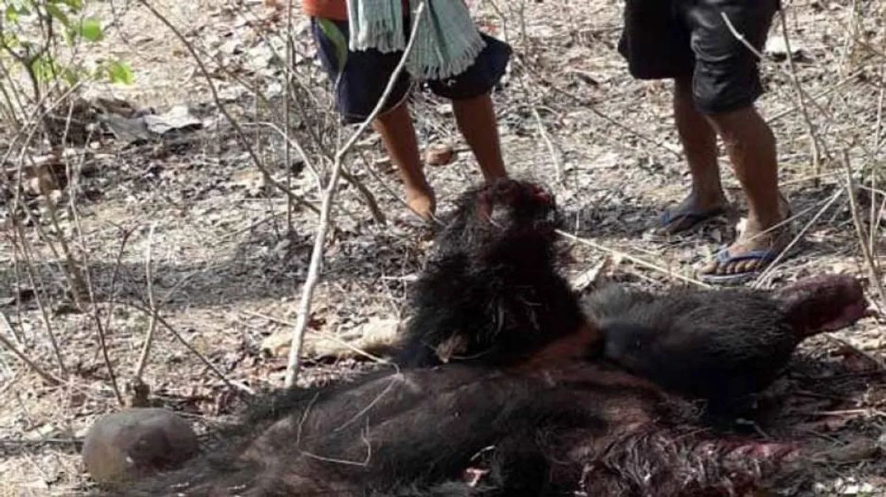 ଭାଲୁର ମୃତଦେହ ଉଦ୍ଧାର