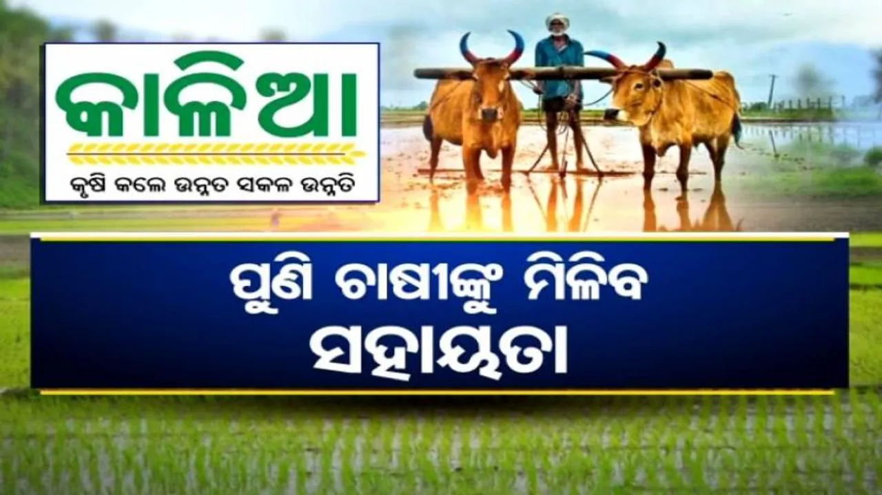 କାହିଁକି ଫେରିଲା କାଳିଆ ଯୋଜନା ? ଚାଷୀଙ୍କୁ ପୁଣି ମିଳିବ ଟଙ୍କା