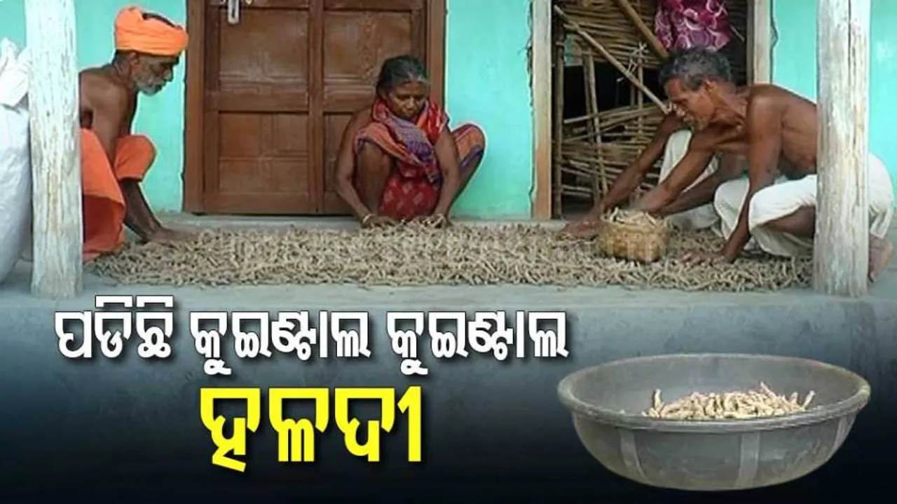 କନ୍ଧମାଳ ହଳଦୀକୁ କରୋନା ଛାଟ