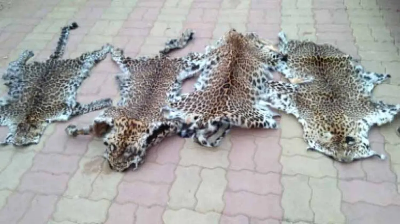 ବାଘ ଛାଲ ଜବତ ଘଟଣା: ଅଭିଯୁକ୍ତଙ୍କୁ ରିମାଣ୍ଡରେ ଆଣିପାରେ ଏସଟିଏଫ୍‌