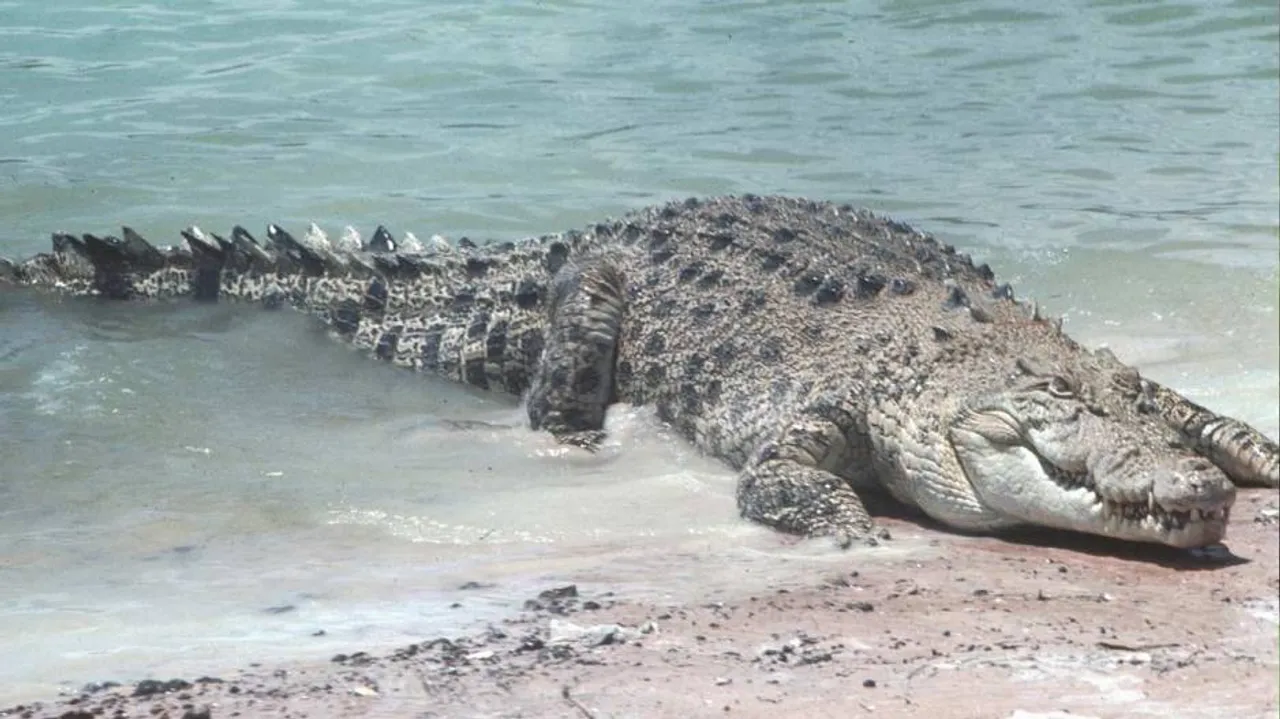 ୫୦ ଟି ଅଣ୍ଡା ସହ ଠାବ ହେଲା ମାଈ କୁମ୍ଭୀର