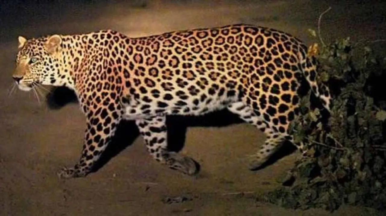 ଘର ଭିତରେ ପଶି କୁକୁରକୁ ଝାମ୍ପିନେଲା କଲରାପତରିଆ ବାଘ, ଦେଖନ୍ତୁ ଭିଡିଓ