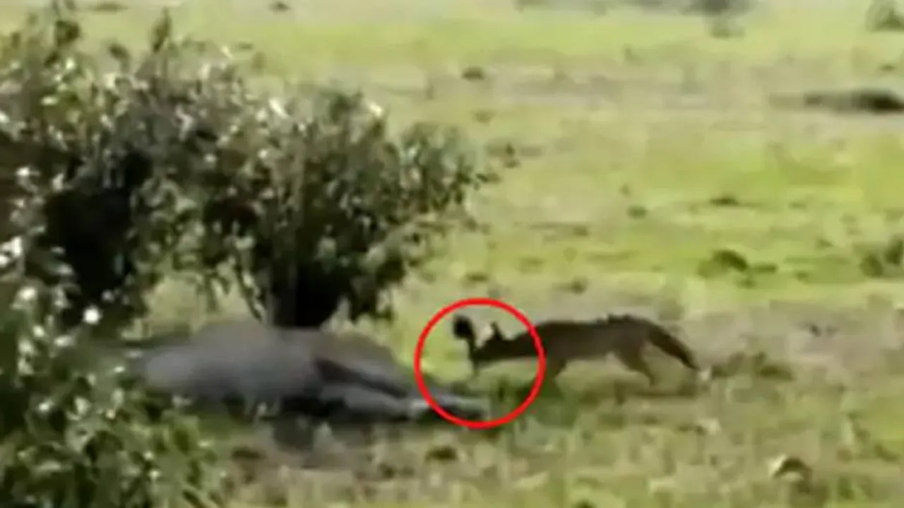 ଜଙ୍ଗଲରେ ଶୋଇଥିବା ସିଂହର ଲାଞ୍ଜକୁ ଟାଣିଦେଲା ଶୃଗାଳ, ତା’ପରେ…