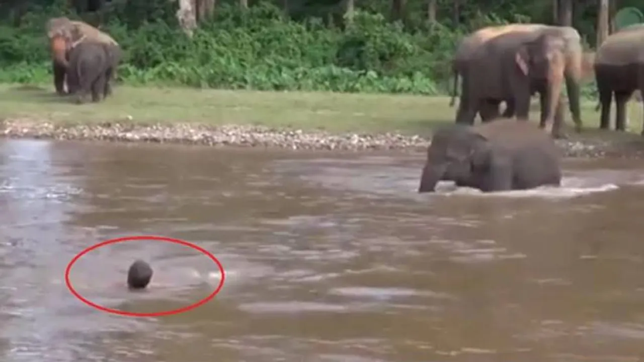 ମଣିଷ ଓ ହାତୀ ଭିତରେ ଫରକ କ’ଣ? ଦେଖନ୍ତୁ ଭିଡିଓ...