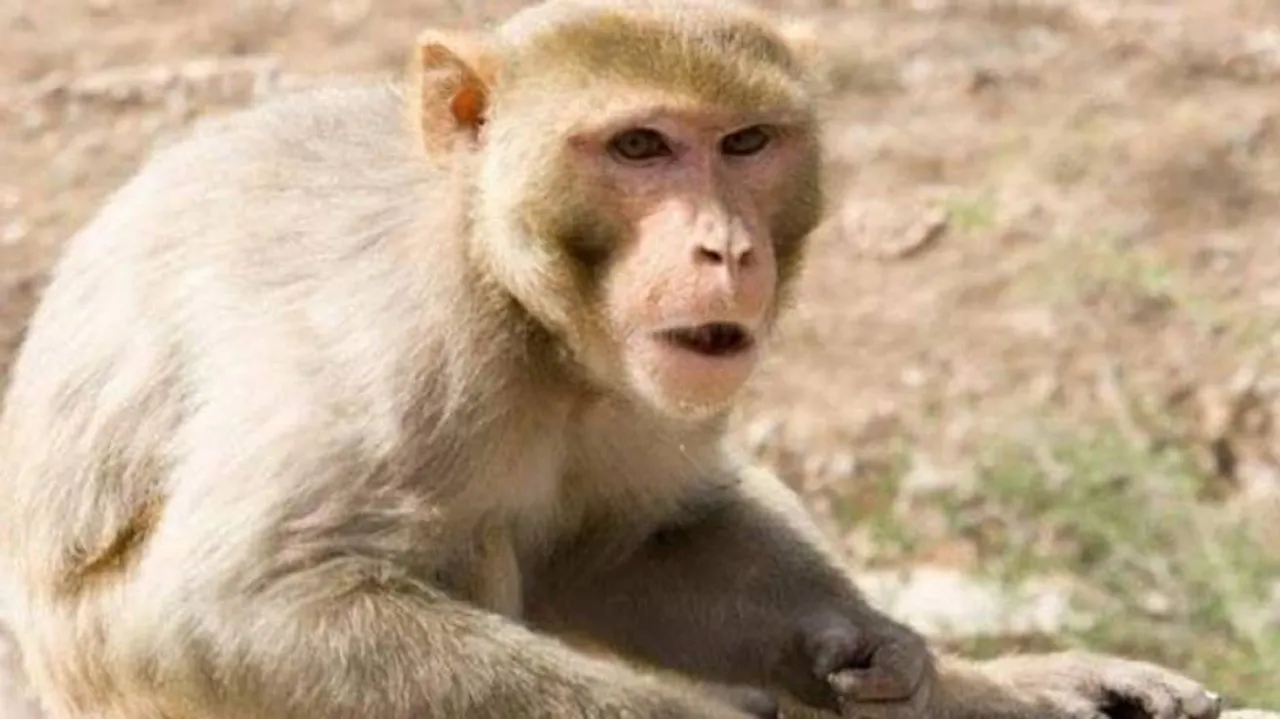 ଏଠି କିଏ ପଶୁ, ମଣିଷ ନା ମାଙ୍କଡ଼?