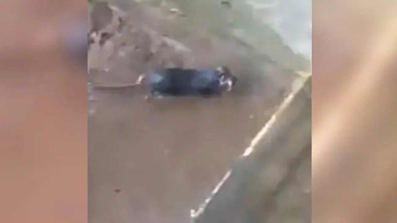 ବର୍ଷାରେ ଓଦା ହୋଇ ନିଜ ଛୁଆକୁ ଏମିତି ବଞ୍ଚାଇଲା ମୂଷା, ଦେଖନ୍ତୁ ଭିଡିଓ