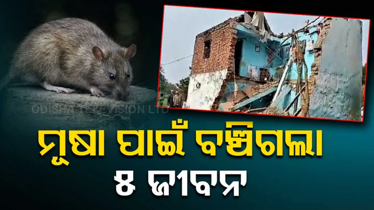Rat Saved Family Dholpur