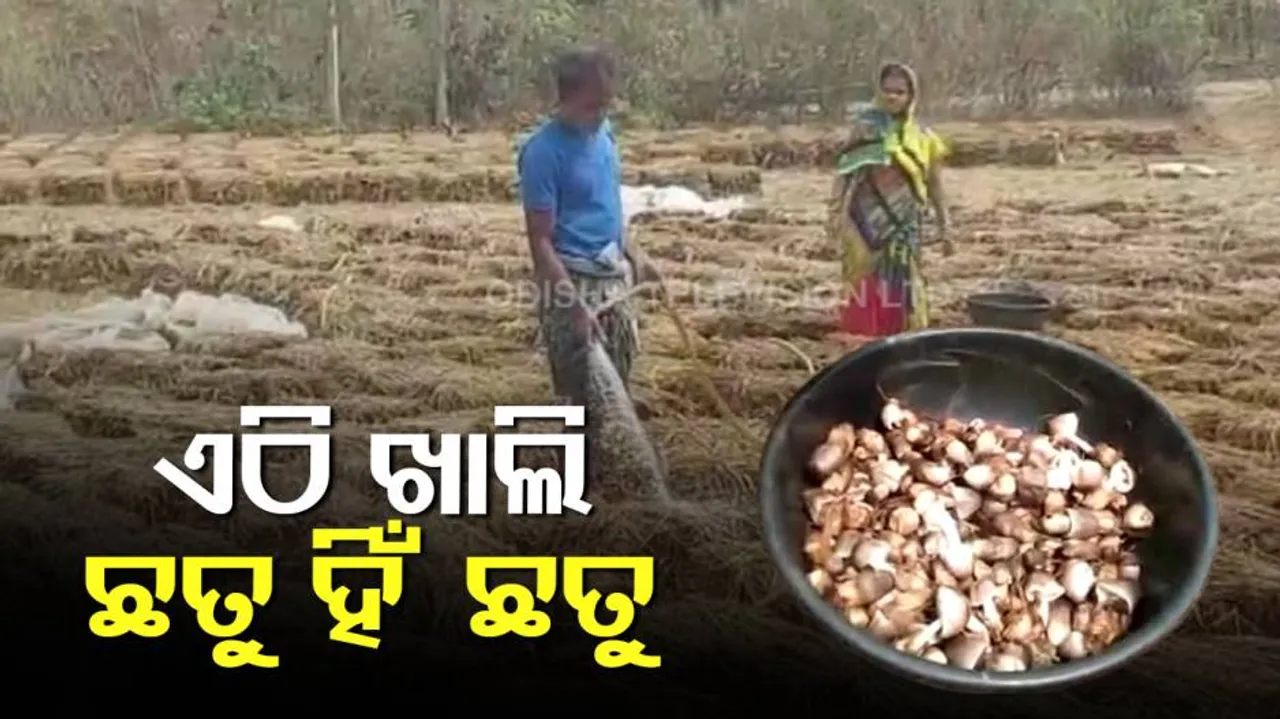 ଏହା ଏମିତି ଏକ ଗାଁ ଯେଉଁଠାରେ ପ୍ରତି ପରିବାର କରୁଛନ୍ତି ଛତୁ ଚାଷ