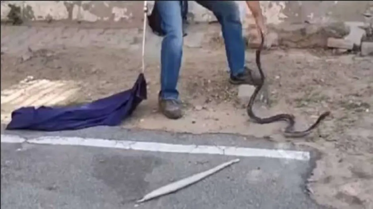 ଅଜଗରକୁ ଗିଳିଦେଲା କିଙ୍ଗ୍ କୋବ୍ରା, ତା’ପରେ କ’ଣ ହେଲା ଦେଖନ୍ତୁ