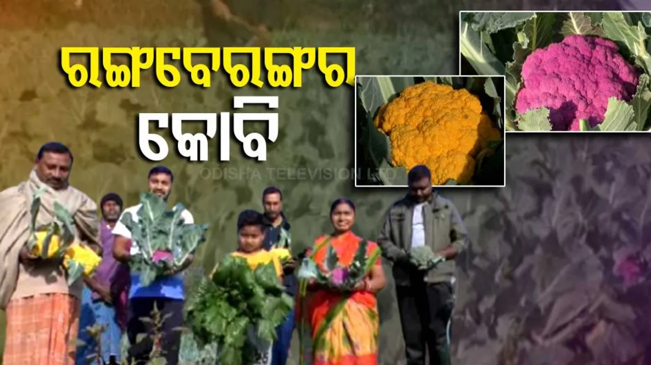 ବାଡ଼ିରେ ମେଲିଛି ରଙ୍ଗବେରଙ୍ଗୀ କୋବିର ପସରା, ଚାଷୀ ଉତ୍ତମ ସାହୁଙ୍କ ଭିନ୍ନ ପ୍ରୟାସ