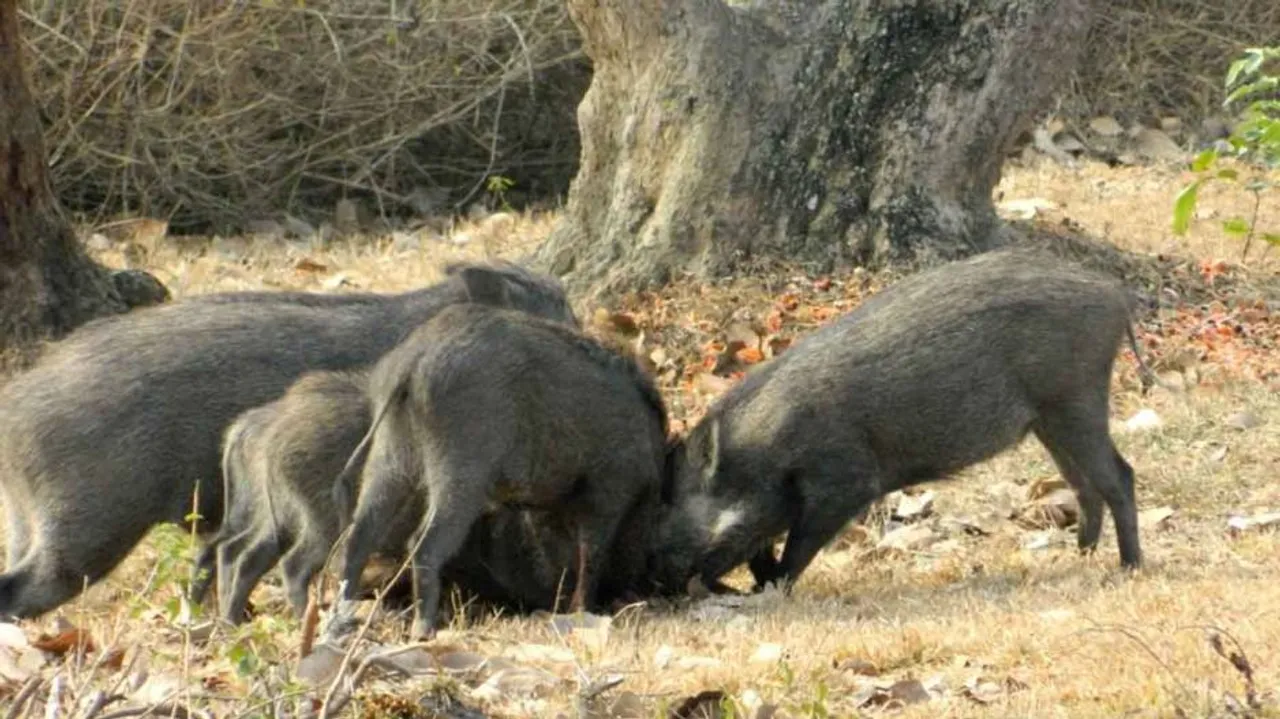 ପାଚିଲା ଧାନ ଖାଇଗଲେ ବାର୍‌ହା ପଲ