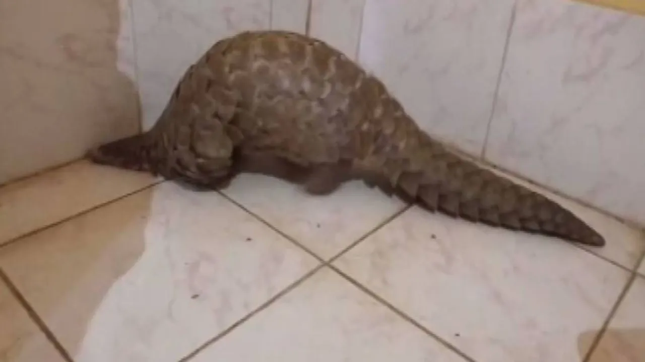 ବଜ୍ରକାପ୍ତା କାତିରେ ତିଆରି ହେଉଛି ବୁଲେଟ୍ ପ୍ରୁଫ୍ ଜ୍ୟାକେଟ, ସାମ୍ନାକୁ ଆସିଲା ଚାଞ୍ଚଲ୍ୟକର ତଥ୍ୟ