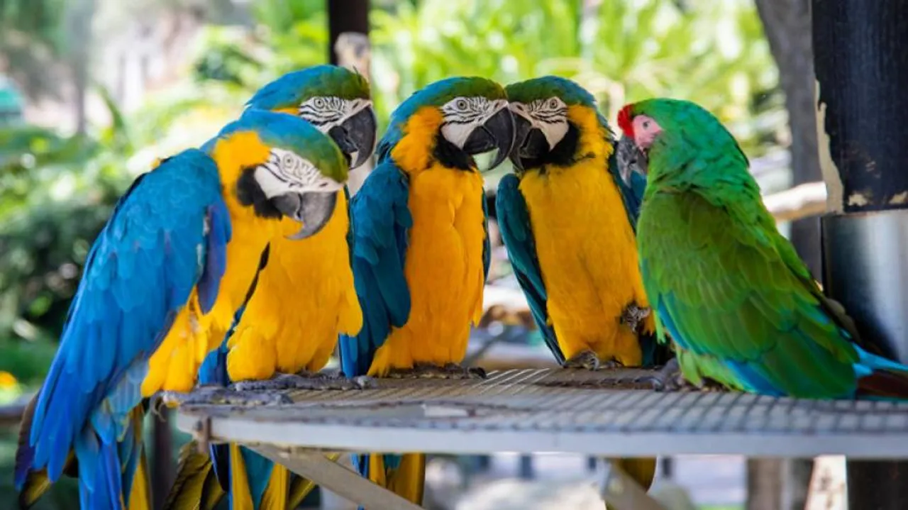 ପର୍ଯ୍ୟଟକଙ୍କୁ ଗାଳିଗୁଲଜ କରୁଥିଲେ ଶୁଆ, ନିଆଗଲା ଏମିତି କାର୍ଯ୍ୟାନୁଷ୍ଠାନ