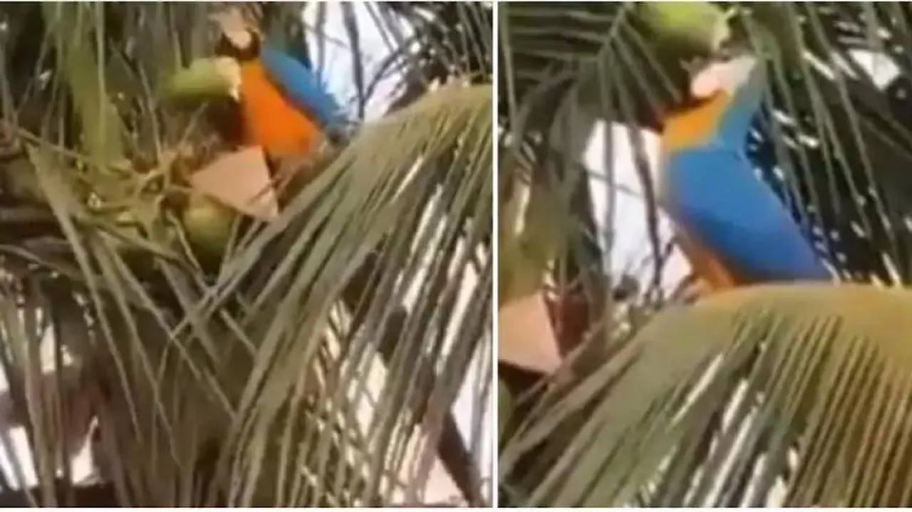 ଶୁଆର ପଇଡ଼ ପାଣି ପିଆ ଭିଡିଓ ଭାଇରାଲ୍‌