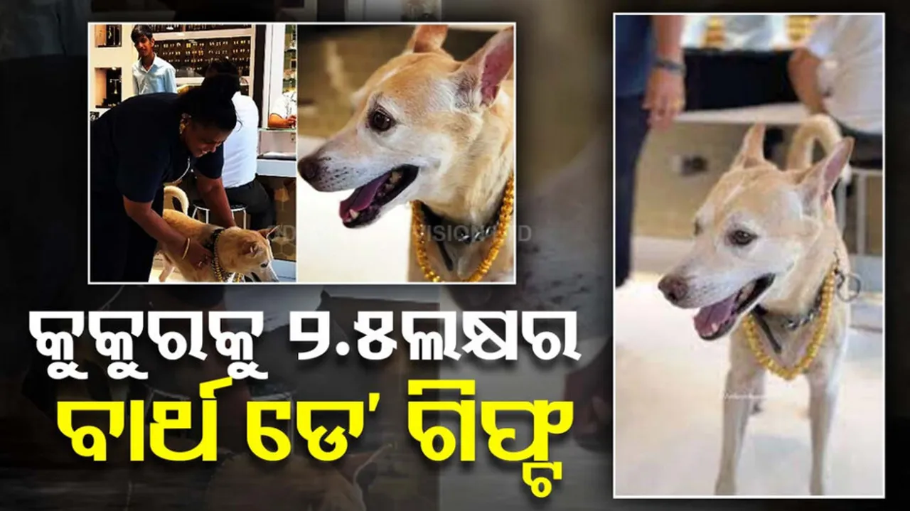 Woman Gifts Gold Chain to Pet Dog Birthday