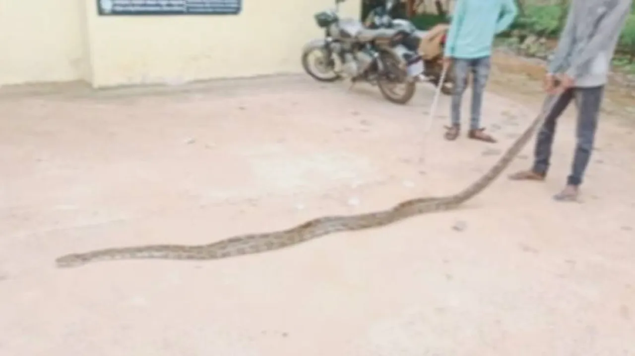 ଛେଳିଛୁଆକୁ ଗିଳିଥିବା ଅଜଗର ଉଦ୍ଧାର