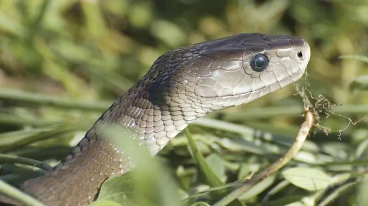 ସାପ କାମୁଡ଼ାରେ ଭାଇଭଉଣୀ ମୃତ