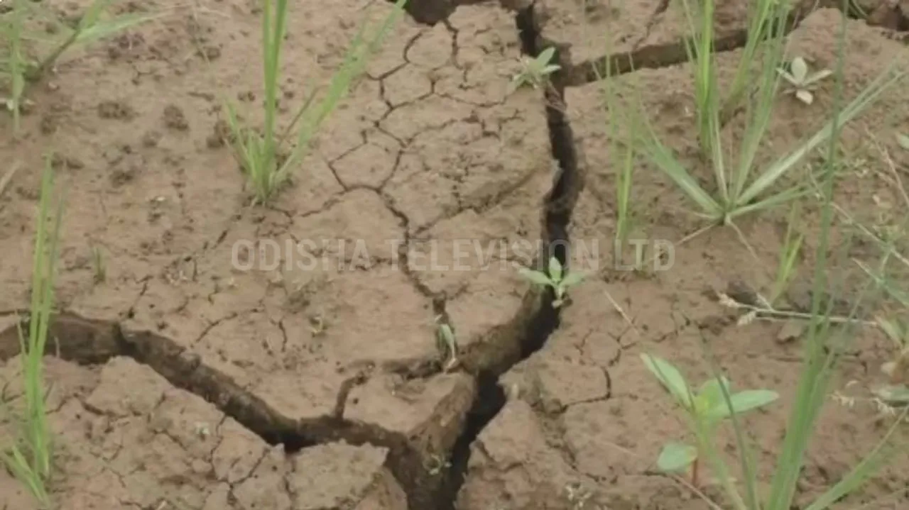 ବର୍ଷା ଅଭାବରୁ ଧାନ କ୍ଷେତ ଫାଟି ଆଁ : ଉଠା ଜଳ ସେଚନରୁ ଉଠୁନି ପାଣି, ଚିନ୍ତାରେ ଚାଷୀ