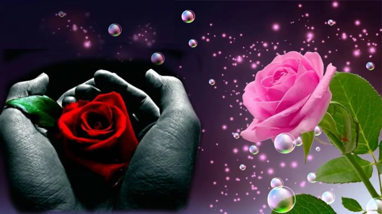 ରୋଜ୍‌ ଡେ; କେଉଁ ରଙ୍ଗର ଗୋଲାପ କାହା ପାଇଁ ?