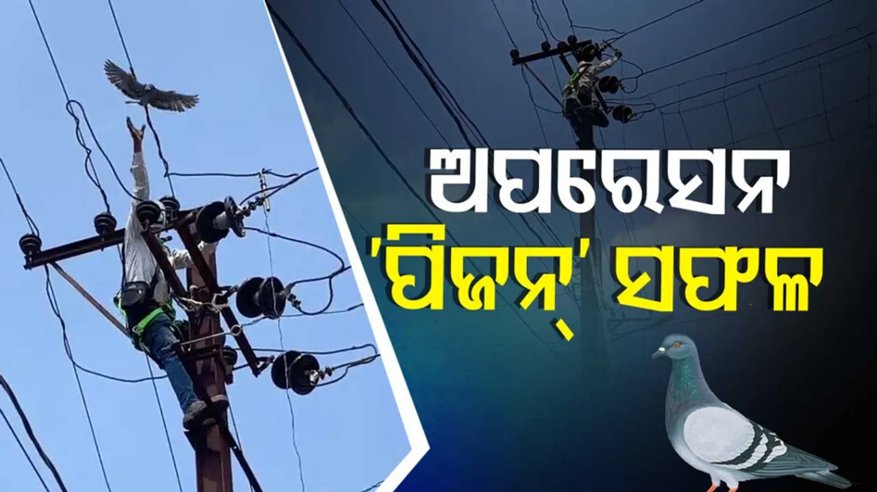 Oeperation ‘Pigeon’