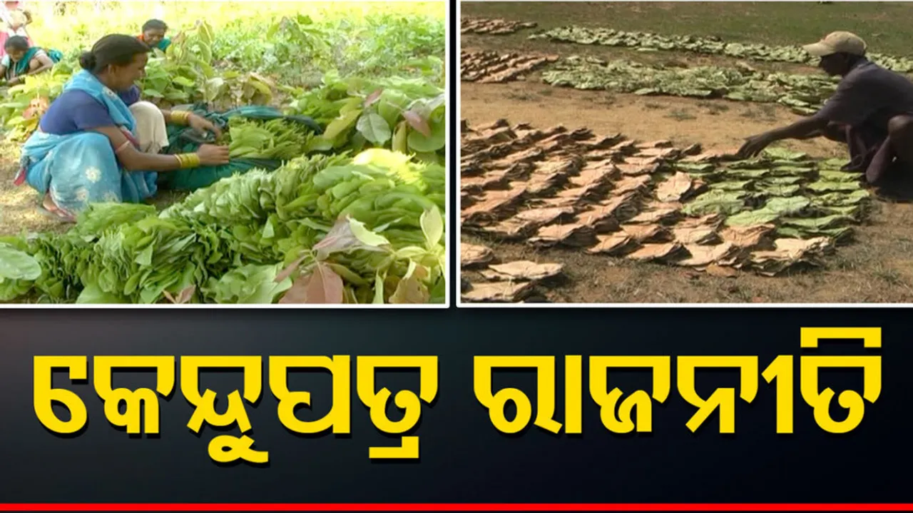 Kendu leaf pluckers seek government’s attention in Padampur