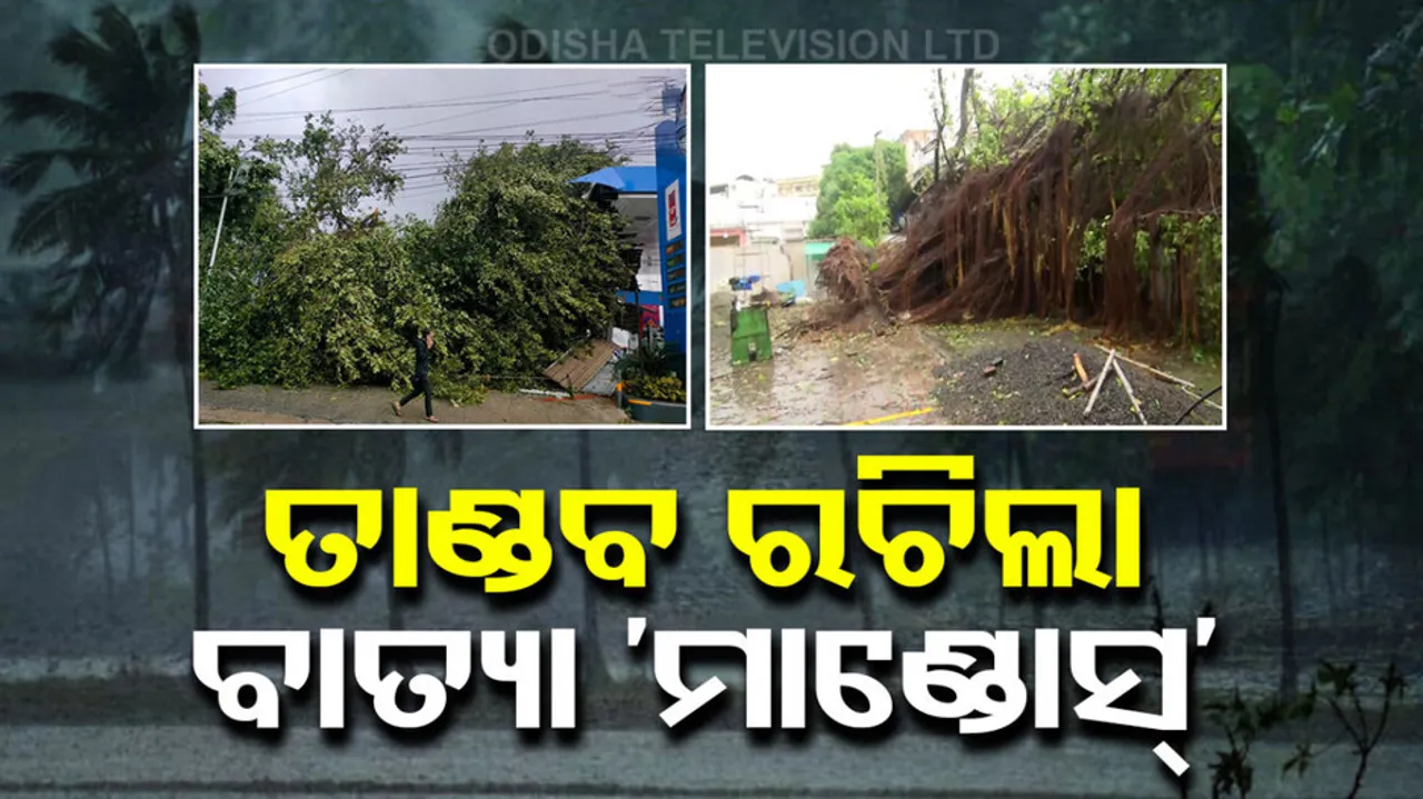 Cyclone Mandous Uproots Trees