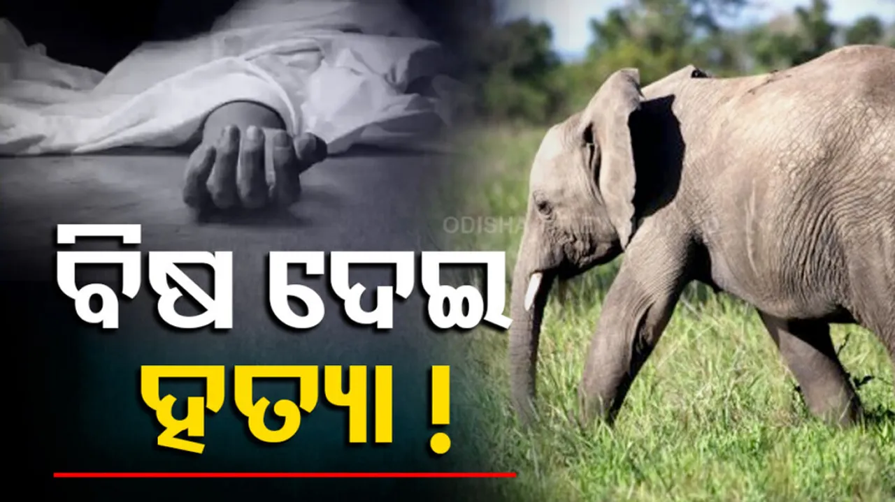 Similipal Tusker Death