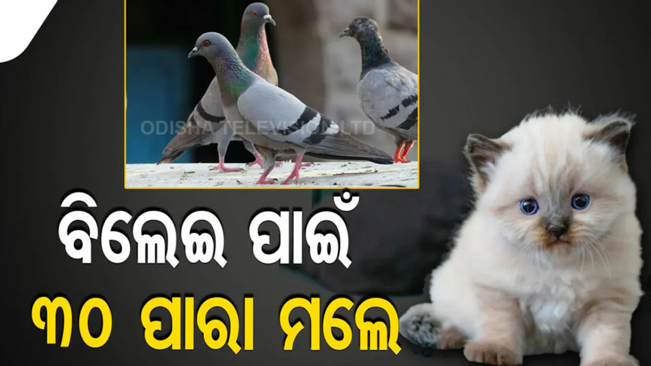 Man Kills 30 Pigeons Suspected Of Stealing His Cat