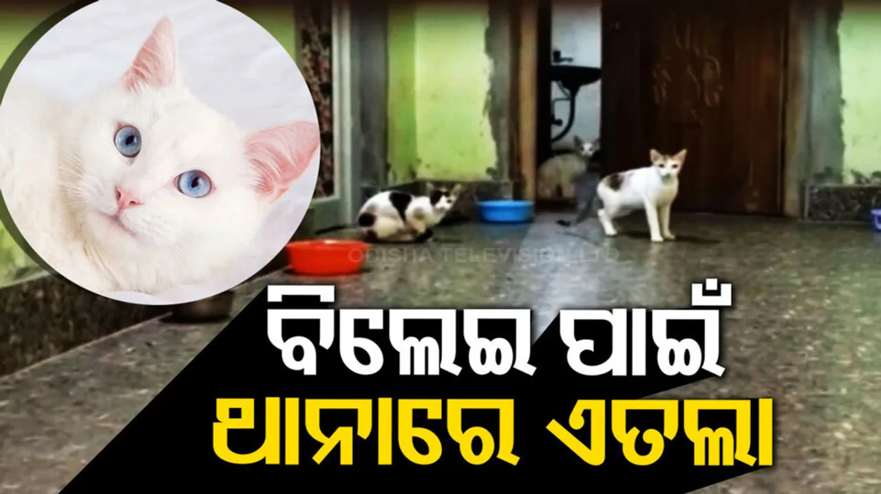 Chatrapur Local People File Report Against Pet Owner After Cats Create Ruckus In Colony