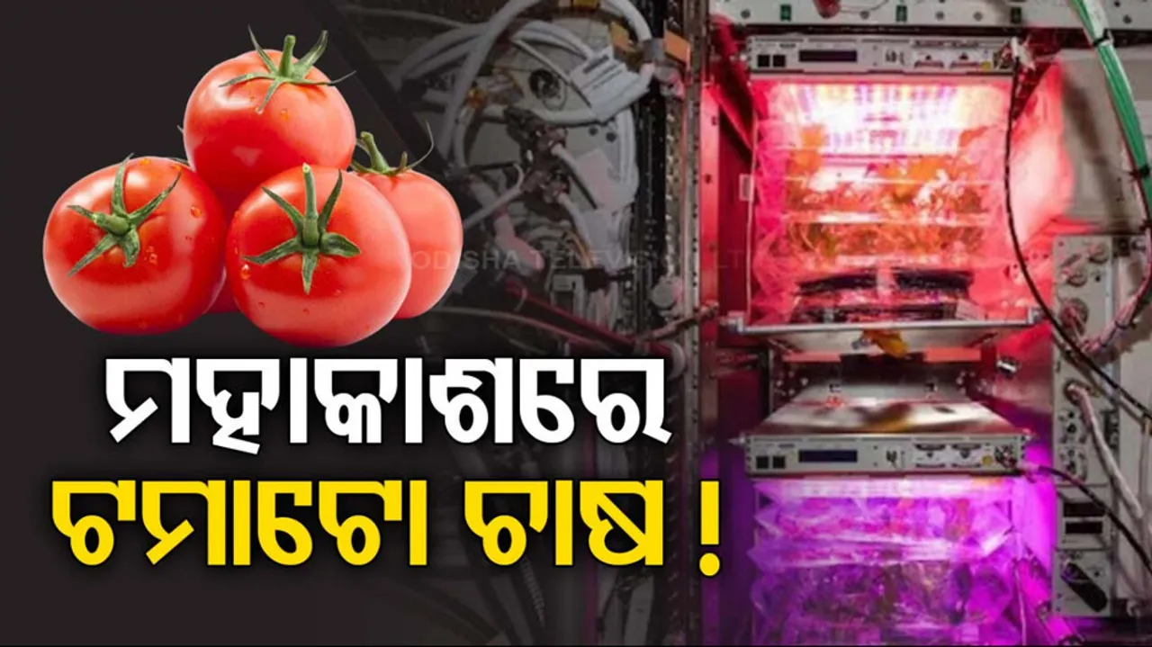Tomatoes Grown In Space Will Return To Earth
