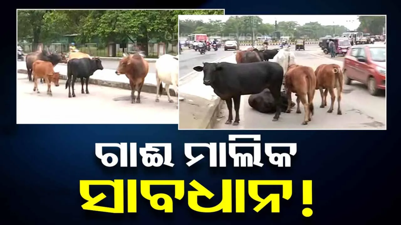 BMC issues new guidelines for cattle and their owners